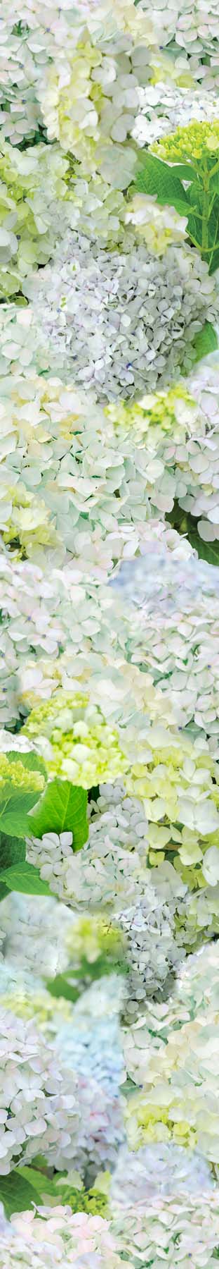 Happy Hydrangea Vinyl Wallpaper